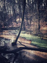 Trees growing in forest