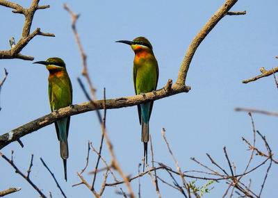 Low angle view of bird perching on tree against blue sky