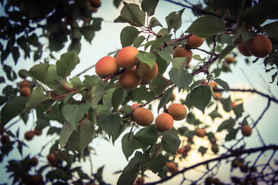 Low angle view of fruits on tree