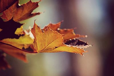 Close-up of dry leaves