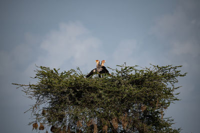 Low angle view of bird perching on tree against sky