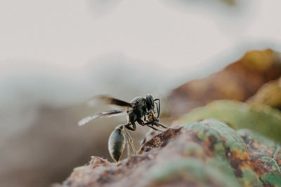 Close-up of insect on rock