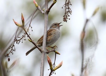 Close-up of bird perching on a plant