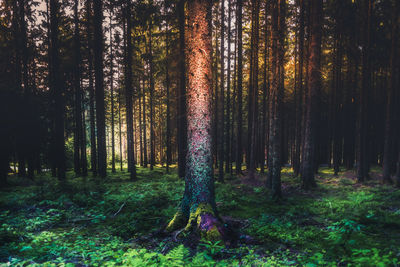 Trees in forest