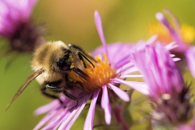 Close-up of honey bee pollinating on pink daisy