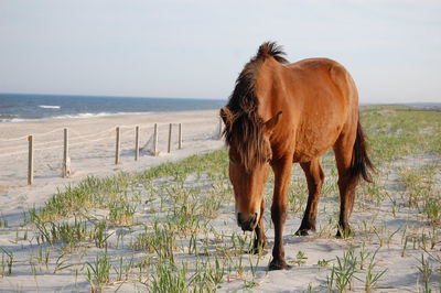 Horse standing on beach