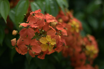 Close-up of red flowering plant