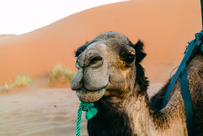 Closup portrait of a camel