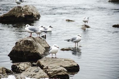 Seagulls perching on rock by lake