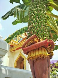 Low angle view of banana hanging on cactus