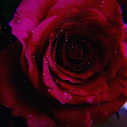 Close-up of wet rose