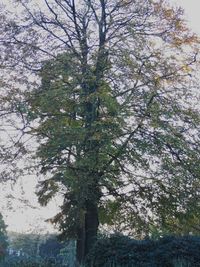 Low angle view of trees against sky