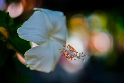 Close-up of white flowering plant