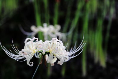 Close-up of white flowering plant