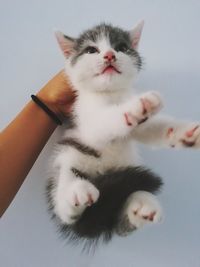 Close-up of hand holding white cat