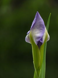 Close-up of purple iris flower