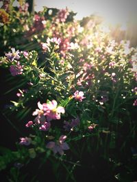 Close-up of flowers blooming outdoors