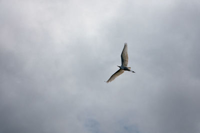 Great egret flying on the sky