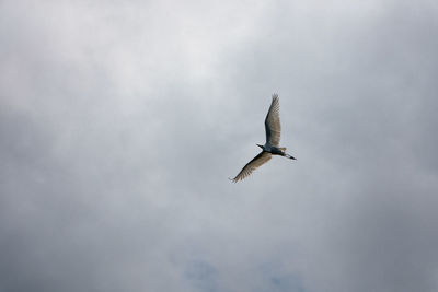 Low angle view of bird flying in sky