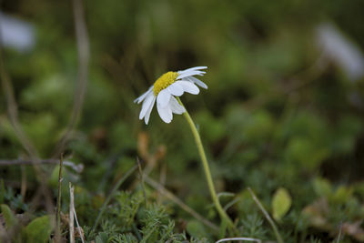 Close-up of white flowering plant