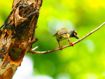 Close-up of a bird perching on tree