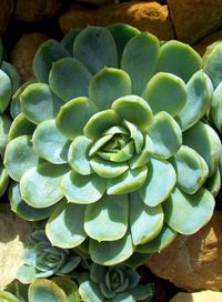 High angle view of succulent plant