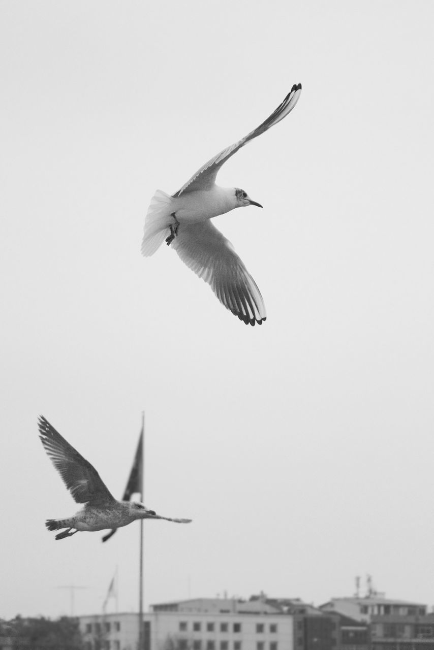 flying, bird, spread wings, mid-air, animal themes, low angle view, animals in the wild, wildlife, clear sky, seagull, flight, one animal, freedom, building exterior, copy space, motion, architecture, built structure, sky, airplane