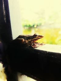 Close-up of lizard on water