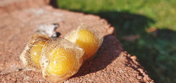 Close-up of lemon growing on land