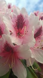 Close-up of pink flower
