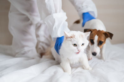 White cat lying on bed