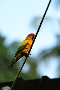 Close-up of bird perching on cable