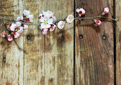 Directly above shot of pink blossoms on wooden table