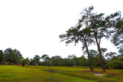 Trees on field against clear sky