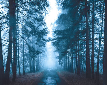 Road amidst trees in forest