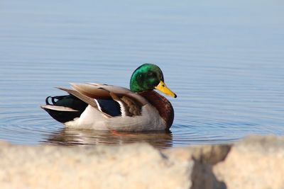 Duck swimming in lake