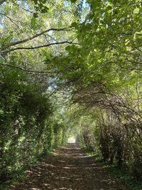 Trail amidst trees in forest