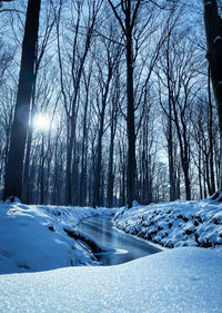 Snow covered land and trees against sky