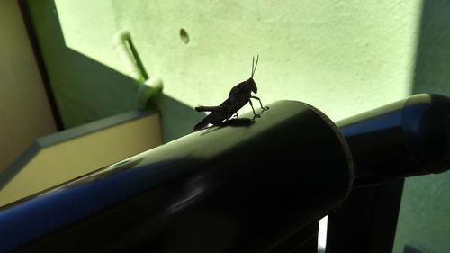 Close-up of insect on railing