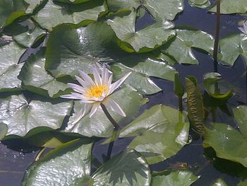 Lotus water lily in pond