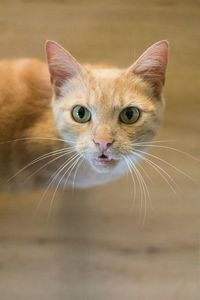 High angle portrait of cat at home