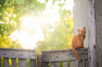 Portrait of cat sitting on wood