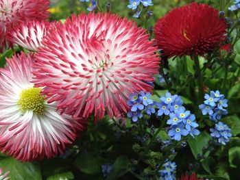 Close-up of red flowers blooming outdoors