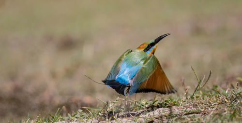 Close-up of bird flying on grass