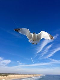 Seagulls flying over sea against blue sky