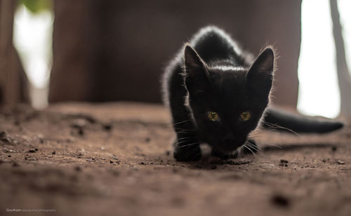 Close-up portrait of cat