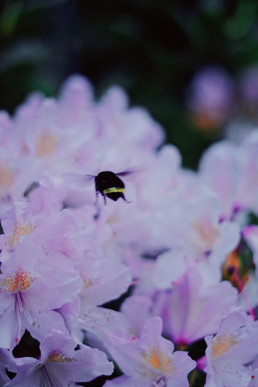 CLOSE-UP OF BEE POLLINATING ON PURPLE FLOWERING