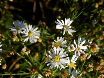 Close-up of white flowers blooming outdoors