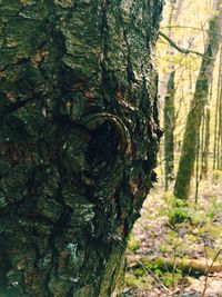 Close-up of tree trunk in forest