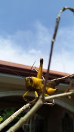 Close-up of caterpillar on plant against sky